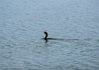 Double-crested Cormorant (2)