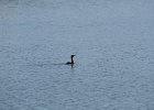 Double-crested Cormorant (3)