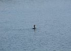 Double-crested Cormorant (4)