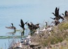 Double-crested Cormorant (5)