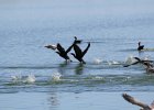 Double-crested Cormorant (7)