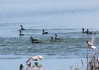 Double-crested Cormorant (8)