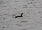 Double-crested Cormorant (9)