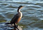 Double-crested cormorant1 (1)
