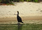 Double-crested cormorant1 (10)