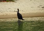 Double-crested cormorant1 (11)