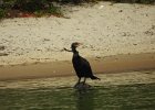 Double-crested cormorant1 (14)
