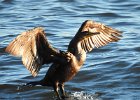 Double-crested cormorant1 (2)