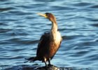 Double-crested cormorant1 (3)