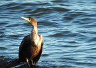 Double-crested cormorant1 (4)