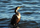 Double-crested cormorant1 (5)