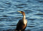 Double-crested cormorant1 (6)