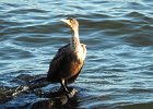 Double-crested cormorant1 (7)