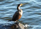 Double-crested cormorant1 (8)