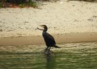 Double-crested cormorant1 (9)