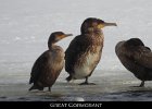 014 - 166 Great Cormorant