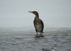 Great Cormorant (1)