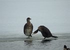 Great Cormorant (10)