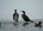 Great Cormorant (13)