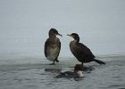 Great Cormorant (14)