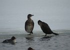 Great Cormorant (15)