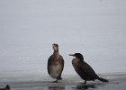 Great Cormorant (16)