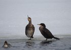 Great Cormorant (17)