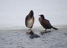 Great Cormorant (18)