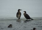 Great Cormorant (19)