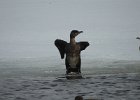 Great Cormorant (2)