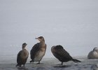 Great Cormorant (21)