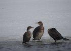 Great Cormorant (22)