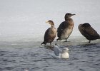 Great Cormorant (25)