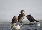 Great Cormorant (26)