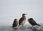 Great Cormorant (27)