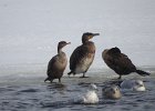 Great Cormorant (29)