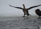 Great Cormorant (3)
