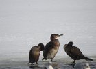 Great Cormorant (30)