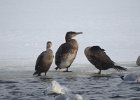 Great Cormorant (33)