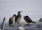 Great Cormorant (34)