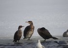 Great Cormorant (35)