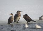 Great Cormorant (38)