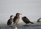 Great Cormorant (39)