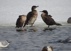 Great Cormorant (41)