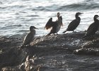 Great Cormorant (44)