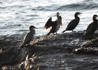 Great Cormorant (45)