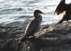 Great Cormorant (46)