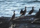 Great Cormorant (47)