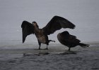 Great Cormorant (5)