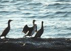 Great Cormorant (50)